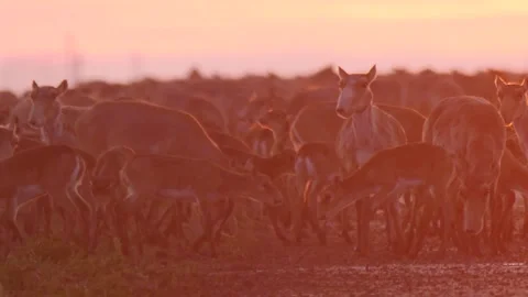 Saigas running in circles Stock Footage 269081473