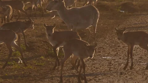 Saigas running in the mud Stock Footage 269067863