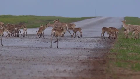 Saigas running on the road Stock Footage 269080630