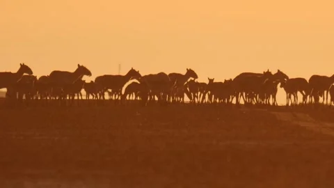 Saigas walk in the steppe at the sunset Stock Footage 269061929