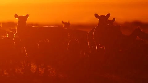 Saigas walking around at the sunset Stock Footage 269081485