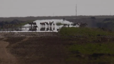 Saigas walking on the road background Stock Footage 269072016