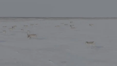 Saigas in winter during the rut. A herd of Saiga antelope or Saiga tatarica Stock Footage 259756153