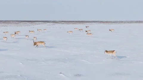 Saigas in winter during the rut. A herd of Saiga antelope or Saiga tatarica Video stock 259830993