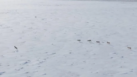 Saigas in winter during the rut. A herd of Saiga antelope or Saiga tatarica Video stock 260034720