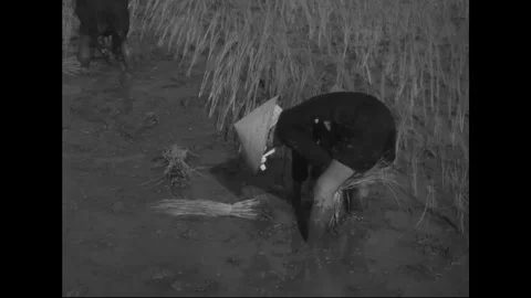 SAIGON - 1957: Field harvest - Worker bends over gathered crop Stock Footage 344502002
