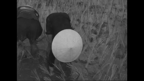 SAIGON - 1957: Rural close-up - Wide hat shades working farmer Stock Footage 344501993