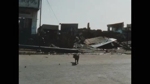 SAIGON - 1968 - A pig wanders through the destroyed streets and dead Vietnamese 스톡 동영상 328292673