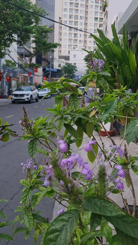 Saigon 6AM: Yellow Leaves, Falling Flowers &amp; Vietnam Flags 4K Vídeos de archivo 331056411