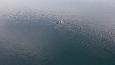Sail and whale Stock Footage 293345441