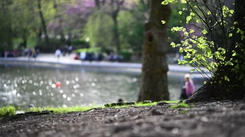 Sail Boat Pond Stock Footage 152805953