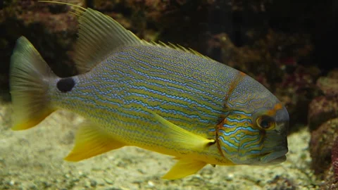 A Sail fin snapper fish relaxing Stock Footage 294206489