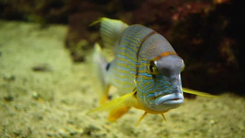  sail fin snapper swimming  Stock Footage 299970246