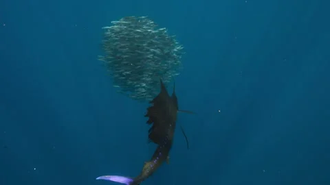 Sail fish hunting Stock Footage 277862883