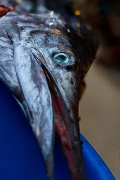 Sail fish on ice Stock Photos