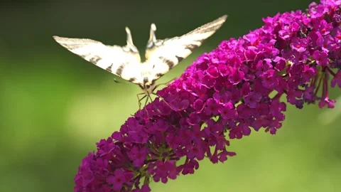 Sail swallowtail butterfly sitting on buddleia flowers Vidéo 314520449