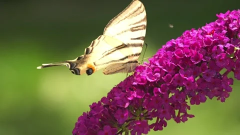 Sail swallowtail butterfly sitting on buddleia flowers Vidéo 314520573