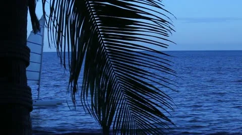 Sailboat Appears From Behind Palm Tree at Dusk  (HD) Stock Footage 12603982