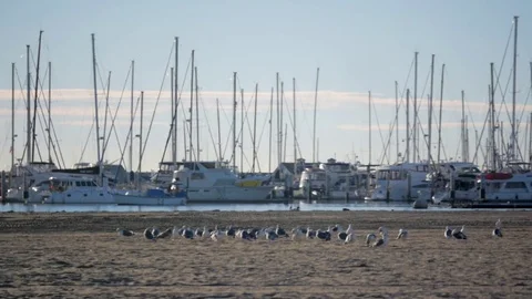 Sailboat floating by seagulls on beach in Santa Barbara California Stock Footage
