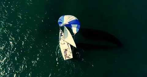 Sailboat under white sails at the regatta. Sailing yacht race. Stock Footage 155409054
