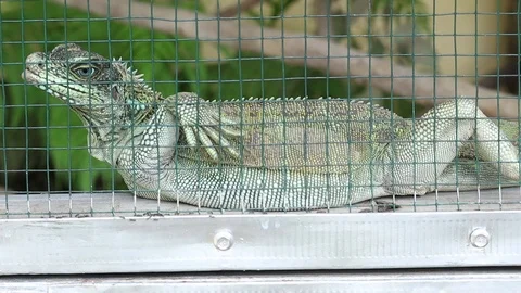 Sailfin dragon - Soa layar (Hydrosaurus amboinensis) in a cage Vídeos de archivo 118876912