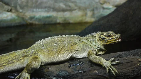 Sailfin lizard Stock Footage 132614510
