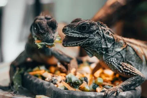 Sailfin lizard, Hydrosaurus weberi close up . Nutrition for reptiles concept Stock Photos