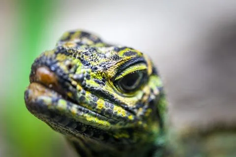 Sailfin Lizard looking straight into the camera - extreme closeup with focus  Stock Photos