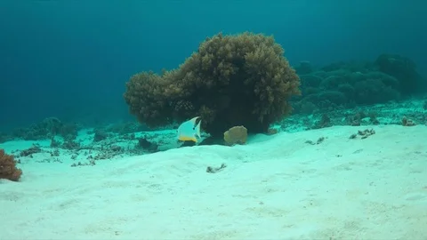 Sailfin Snapper on a coral reef Stock Footage 69784737