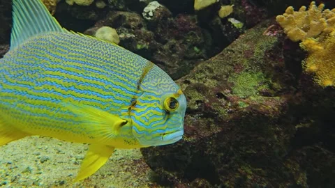 A sailfin snapper fish Stock Footage 275482611