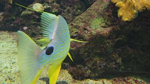 A sailfin snapper fish  Stock Footage 275561567