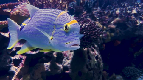 Sailfin Snapper Stock Footage 312552387