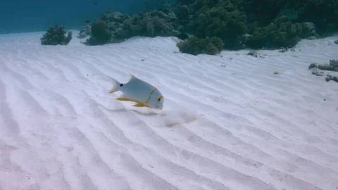 Sailfin Snapper on a shallow sandy area Stock Footage 95623421