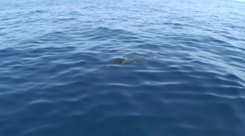Sailfish Above Water Stock Footage 7137095