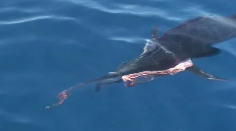 Sailfish Close Up Above water Stock Footage 7137544