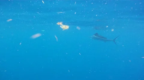 Sailfish Stock Footage 8914059