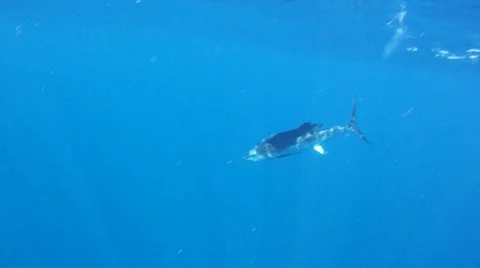 Sailfish Hooked Underwater Stock Footage 7137750