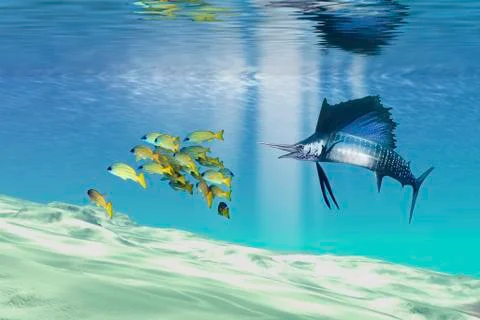 A sailfish hunts prey on a sandy reef. Stock Illustration