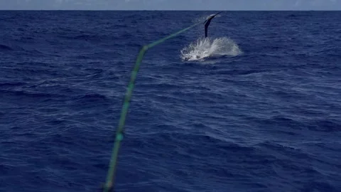 Sailfish Jumping in Slow Motion Stock Footage 146540325