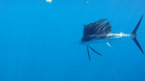 Sailfish Underwater Stock Footage 7137894