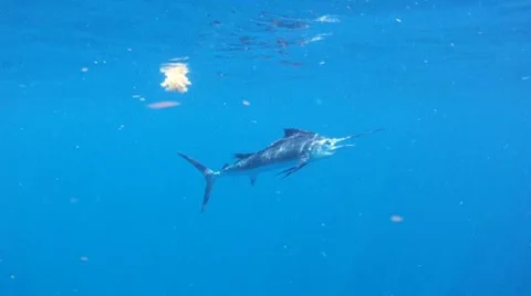 Sailfish Underwater Stock Footage 7138363