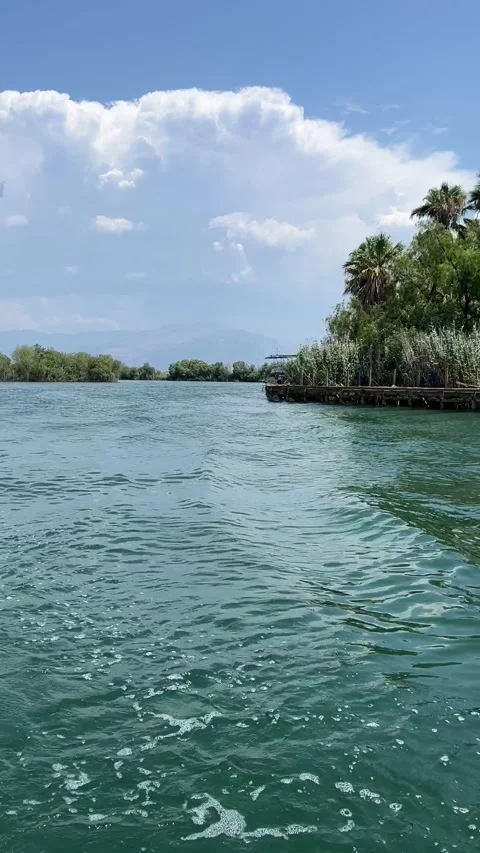 Sailing Dalyan river past palm trees and lush green bank Turkey vertical HD Stock Footage 341856952
