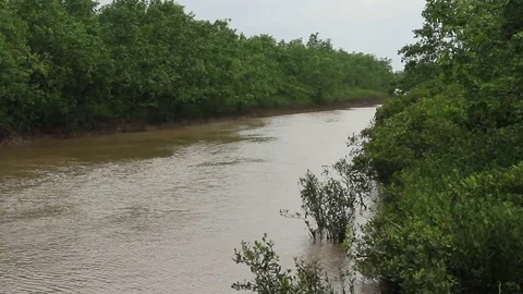Sailing in the mangroves Stock Footage