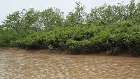 Sailing in the mangroves Stock Footage