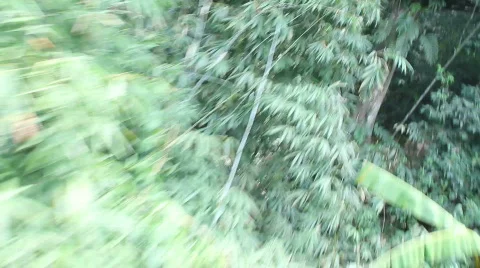 Sailing over trees Stock Footage 664286