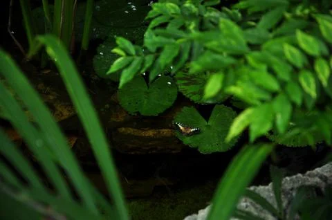 Sailing Stock Photos