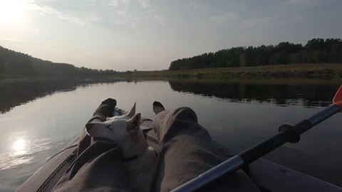 Sailing on the river with a dog Stock Footage 157187900