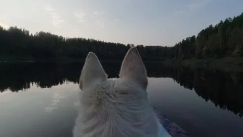 Sailing on the river with a dog Stock Footage 157187906