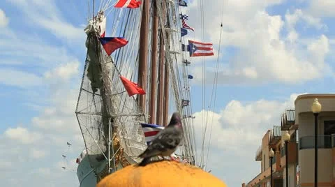Sailing ship - mast flags and bird  - Juan Sebastian de Elcano Stock Footage 22428525
