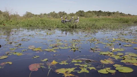 Sailing in the swamp on the estuaries. Stock Footage 101018831